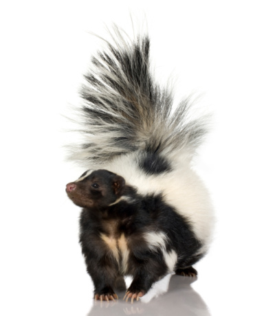 Striped Skunk  - Mephitis mephitis in front of a white background.