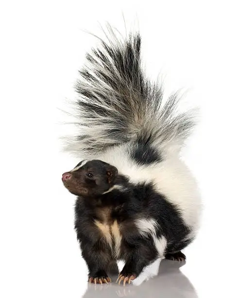 Photo of A fluffy striped skunk walking