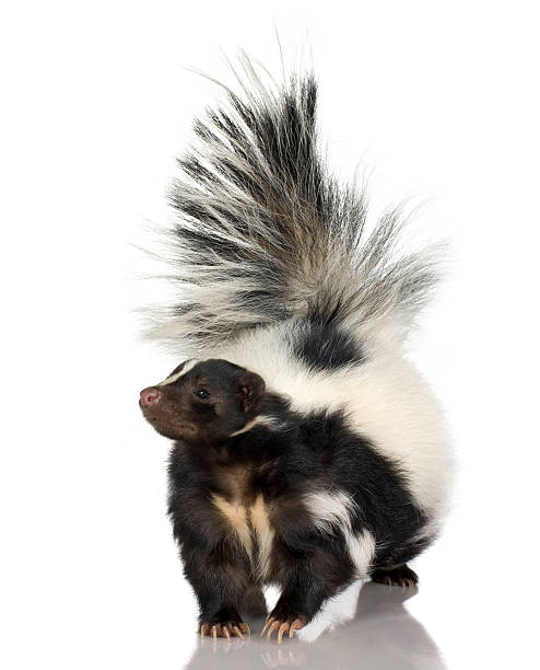 a fluffy striped skunk walking - skunk 個照片及圖片檔