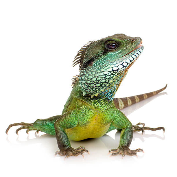 india-physignathus cocincinus dragón de agua - iguana fotografías e imágenes de stock