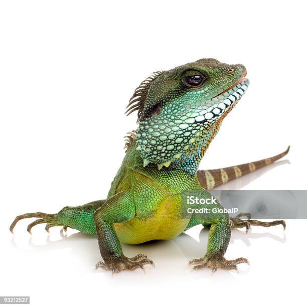 Indian Water Dragon Physignathus Cocincinus Stock Photo - Download Image Now - Lizard, White Background, Reptile