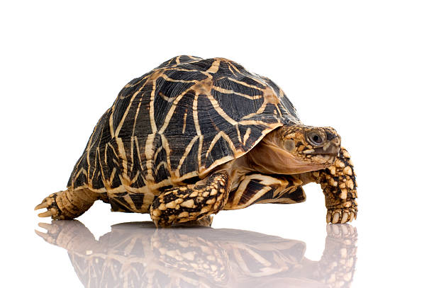 Indian Starred Tortoise - Geochelone elegans  geochelone elegans stock pictures, royalty-free photos & images
