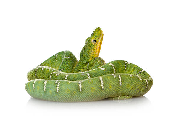 Emerald Tree Boa - Corallus caninus  green boa snake corallus caninus stock pictures, royalty-free photos & images