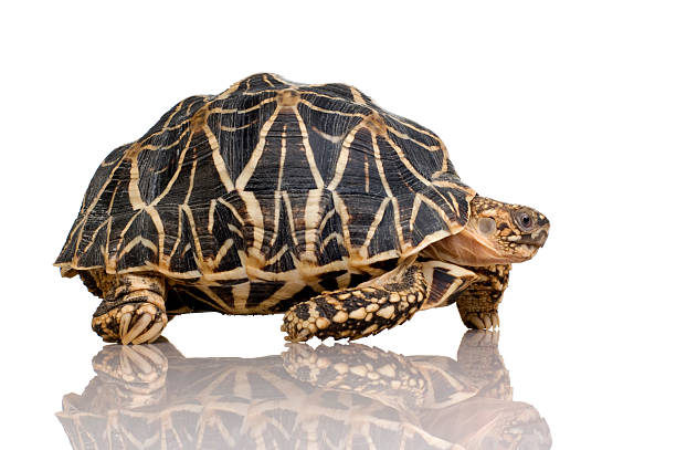 istock Indian Starred Tortoise - Geochelone elegans 93212548