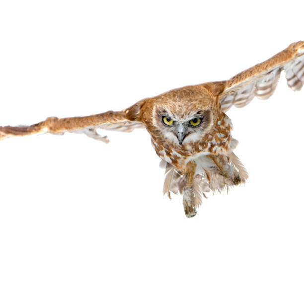 istock New Zealand owl (3 years) 93212551
