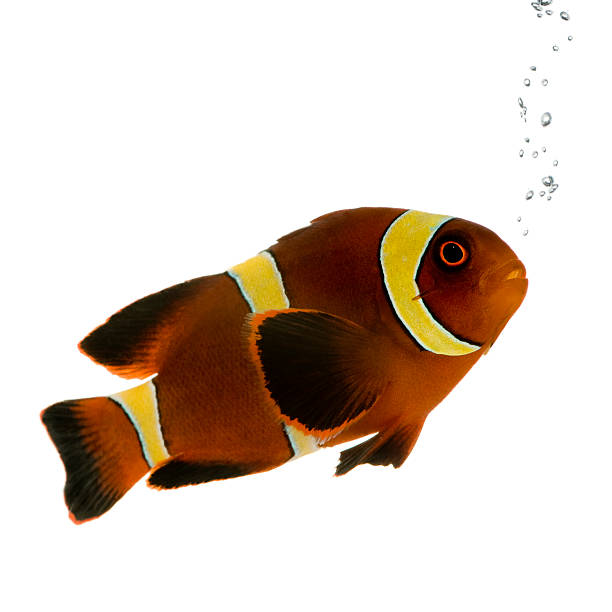 istock Gold stripe Maroon Clownfish - Premnas biaculeatus 93212560