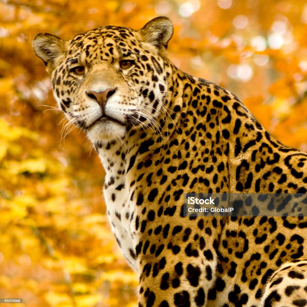 Jaguar-Panthera onca - Foto de stock de Amarelo royalty-free