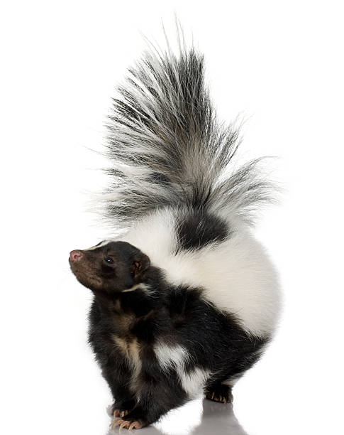 head on photo of skunk with tail raised on white background - skunk stok fotoğraflar ve resimler