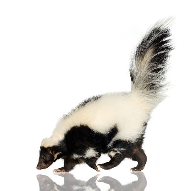 side view of a striped black and white skunk - skunk stok fotoğraflar ve resimler