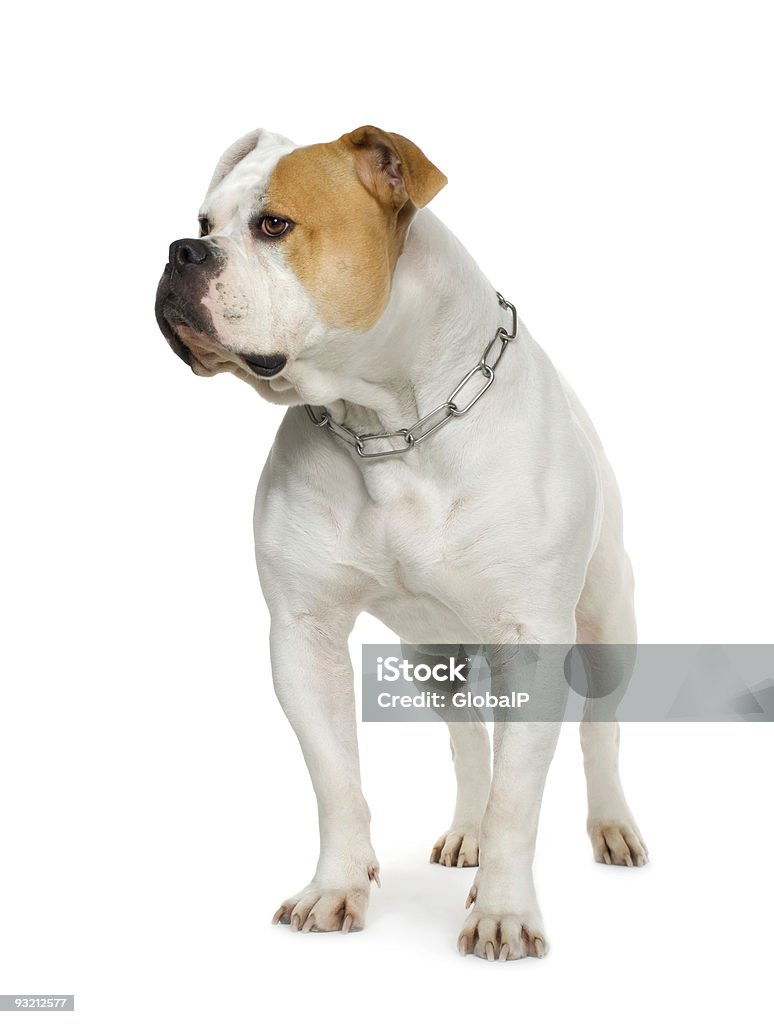 American Bulldog (4 Jahre - Lizenzfrei American Bulldog Stock-Foto