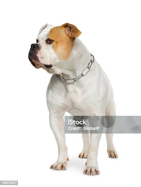 Photo libre de droit de Bouledogue Américain 4 Ans banque d'images et plus d'images libres de droit de Animaux de compagnie - Animaux de compagnie, Animaux domestiques, Beige