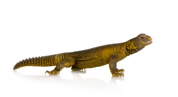 istock Dabb Lizard - Uromastyx aegyptia 93212628
