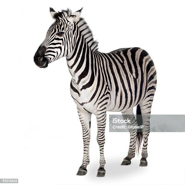 A Zebra Shown On A White Background Stock Photo - Download Image Now - Zebra,  White Background, Cut Out - iStock