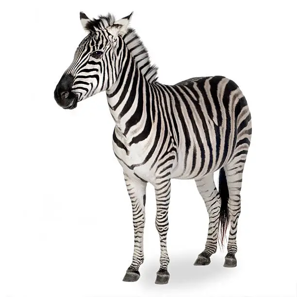 Zebra in front of a white background.