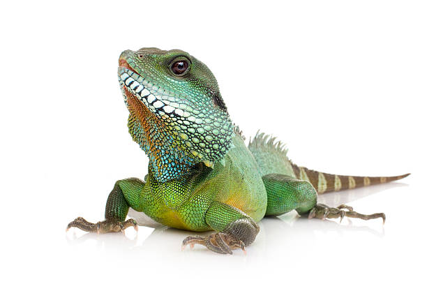 india-physignathus cocincinus dragón de agua - iguana fotografías e imágenes de stock
