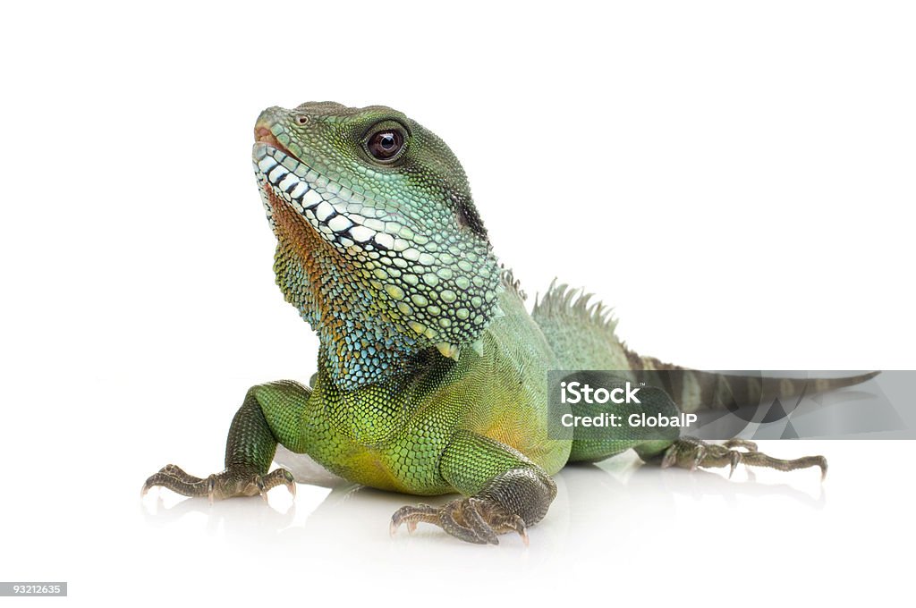 Drago d'acqua asiatico-Physignathus cocincinus - Foto stock royalty-free di Iguana