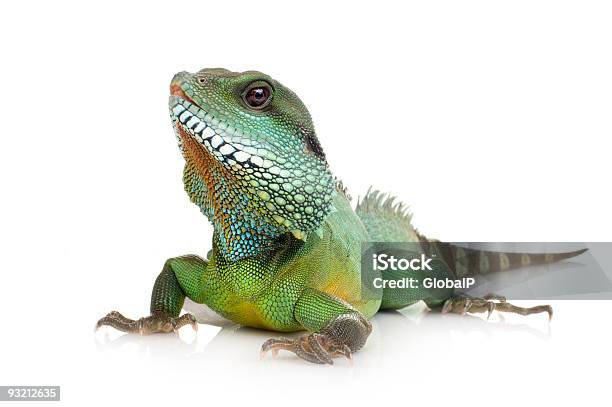Drago Dacqua Asiaticophysignathus Cocincinus - Fotografie stock e altre immagini di Iguana - Iguana, Sfondo bianco, Scontornabile