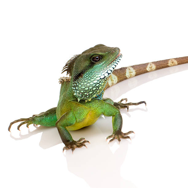 istock Indian Water Dragon - Physignathus cocincinus 93212643
