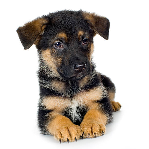 istock german shepherd (7 weeks)/ alsatian, police dog 93212645