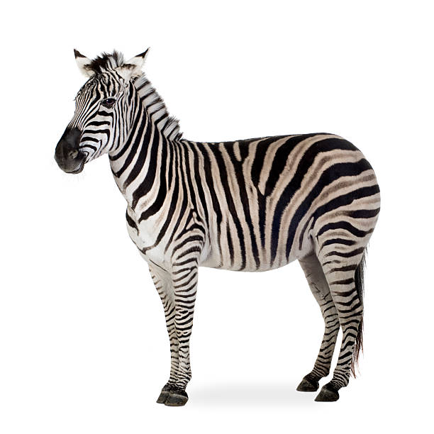 istock Black and white striped zebra over a white background 93212659