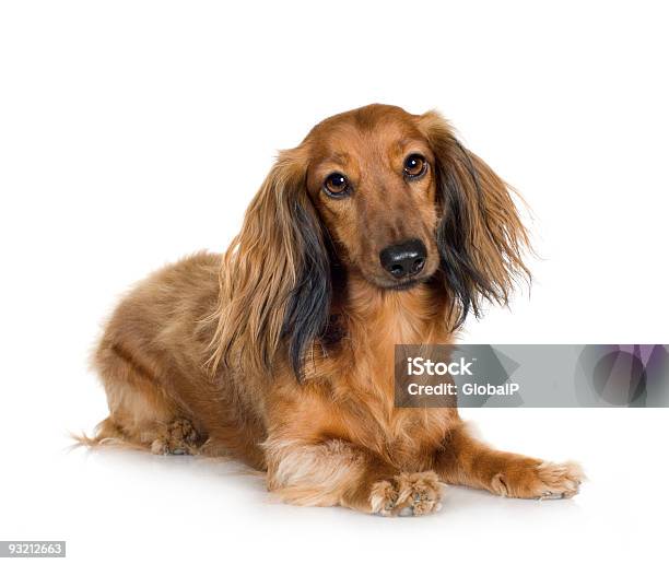 Dachshund 4 Anos - Fotografias de stock e mais imagens de Dachshund - Dachshund, Fundo Branco, Animal