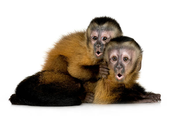 Baby capuchin monkeys with surprised expression Two Baby Capuchins ( 3 months) in front of a white background in front of a white background. capuchin monkey stock pictures, royalty-free photos & images