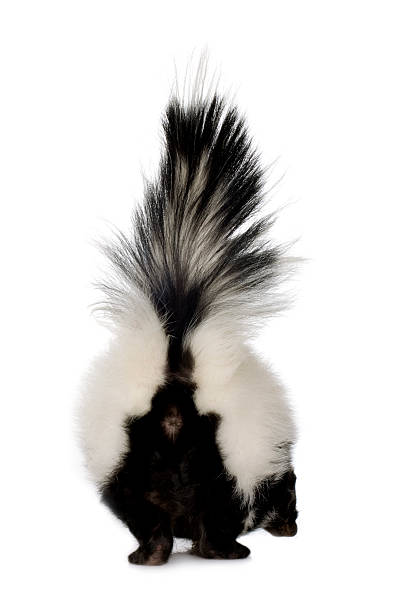 striped skunk - skunk zdjęcia i obrazy z banku zdjęć