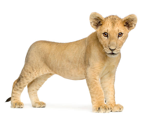 Lion Cub Standing Lion Cub Standing