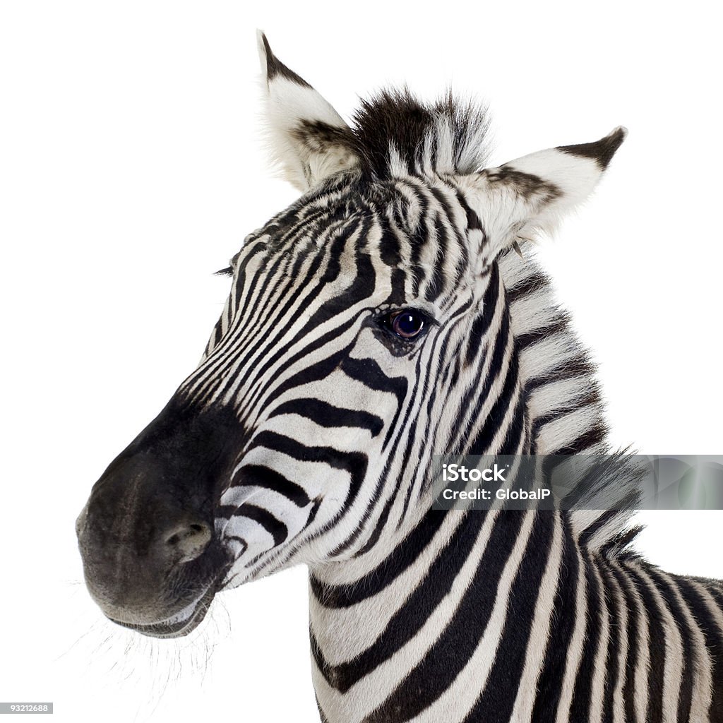 Zebra - Lizenzfrei Zebra Stock-Foto