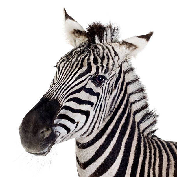 Close up of a zebra on a white background Zebra in front of a white background. zebra stock pictures, royalty-free photos & images