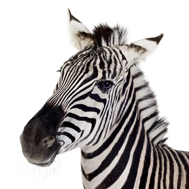 Zebra in front of a white background.