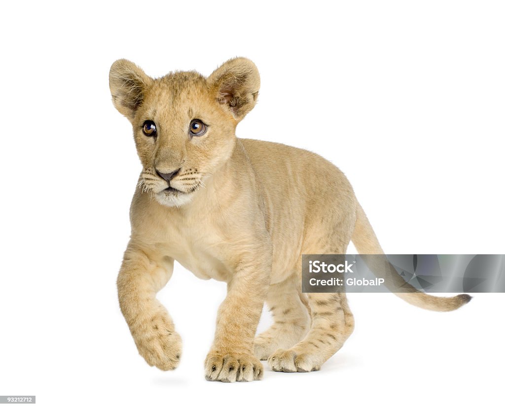 Lion Cub (4 months)  Lion Cub Stock Photo