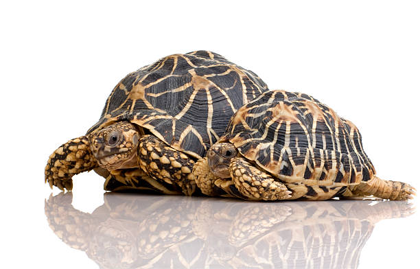 Indian Starred Tortoise - Geochelone elegans  geochelone elegans stock pictures, royalty-free photos & images