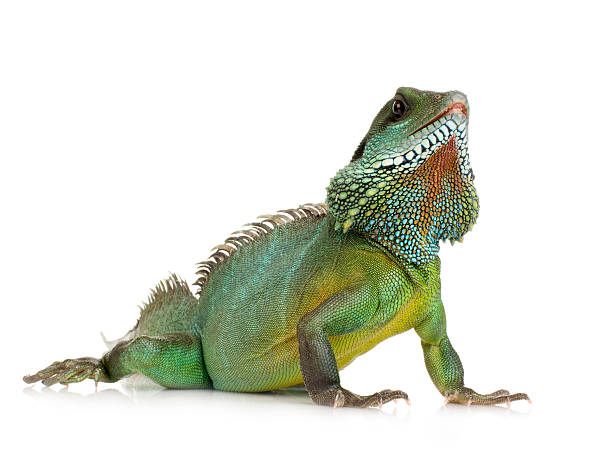 istock Indian Water Dragon - Physignathus cocincinus 93212749