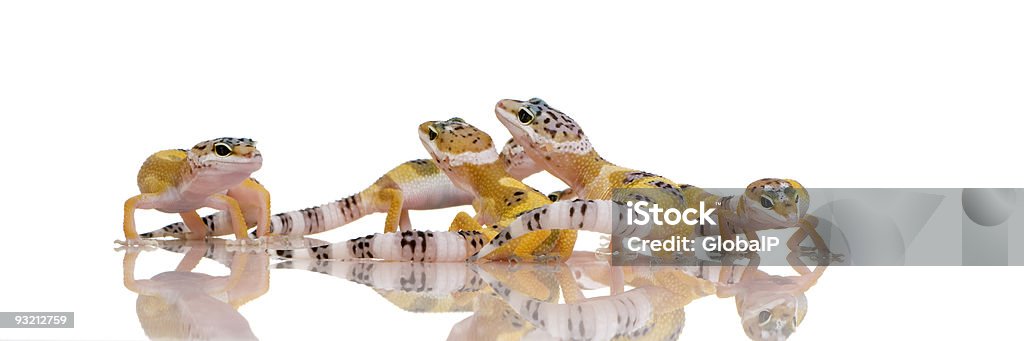 group of Young Leopard gecko - Eublepharis macularius  Animal Stock Photo
