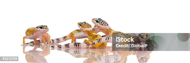 Group Of Young Leopard Gecko Eublepharis Macularius Stock Photo - Download Image Now