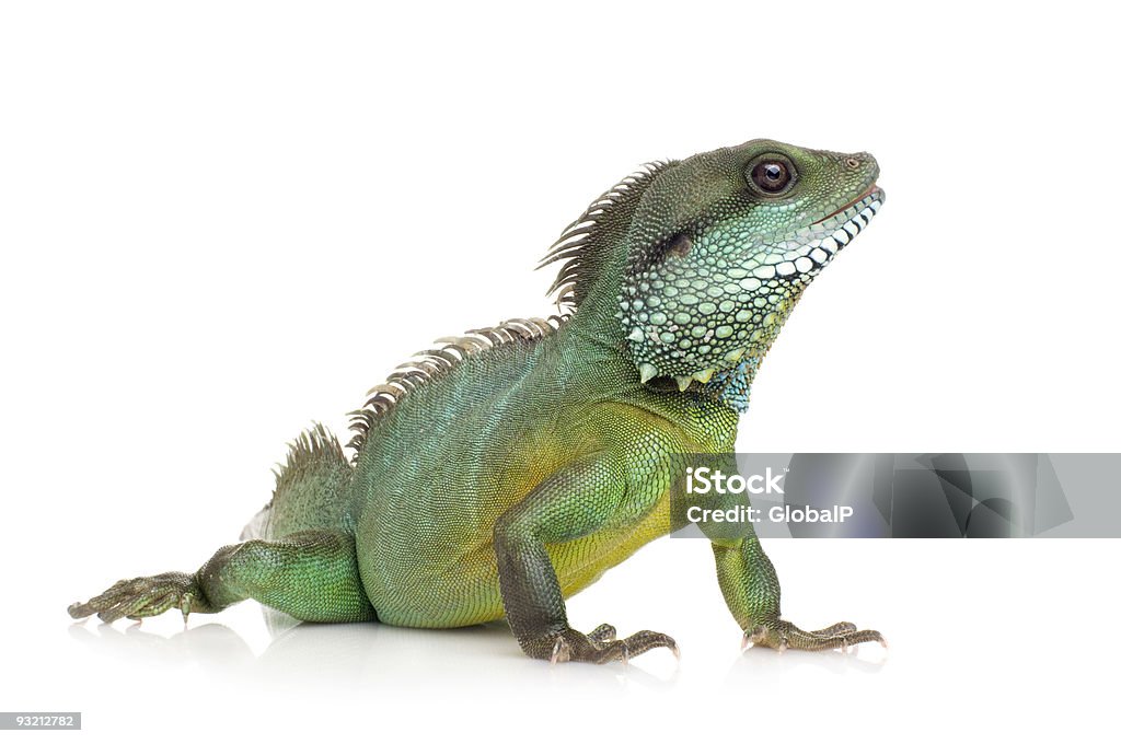 Close-up of an Indian Water Dragon Physingathus cocincinus Indian Water Dragon - Physignathus cocincinus in front of a white background. Iguana Stock Photo