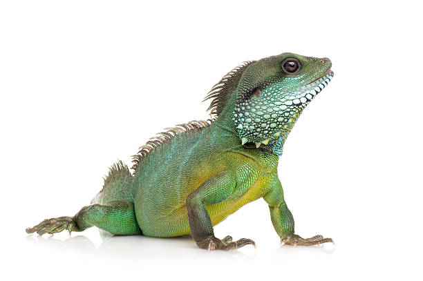 Close-up of an Indian Water Dragon Physingathus cocincinus Indian Water Dragon - Physignathus cocincinus in front of a white background. animal spine stock pictures, royalty-free photos & images