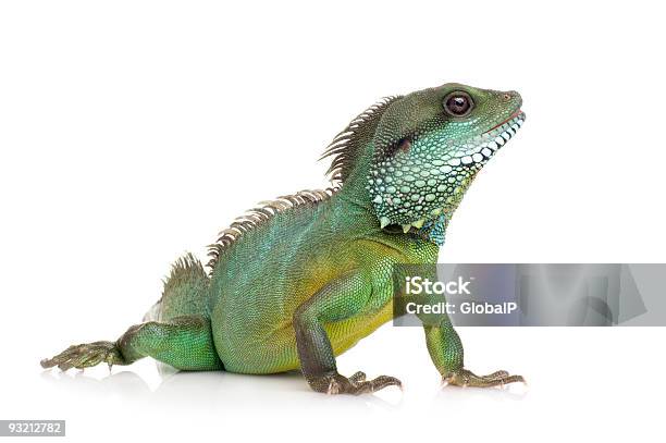 Closeup Of An Indian Water Dragon Physingathus Cocincinus Stock Photo - Download Image Now