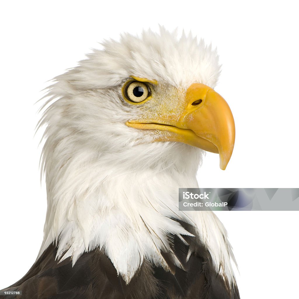 Bald Eagle (22 lat) – Haliaeetus leucocephalus - Zbiór zdjęć royalty-free (Białe tło)