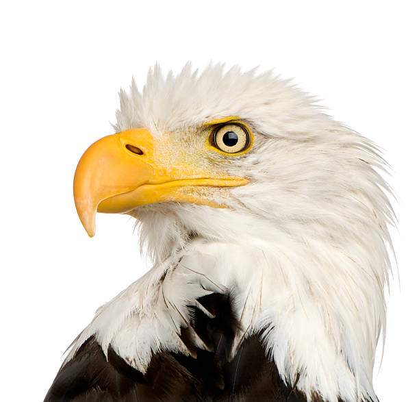 istock Bald Eagle (22 years) - Haliaeetus leucocephalus 93212789