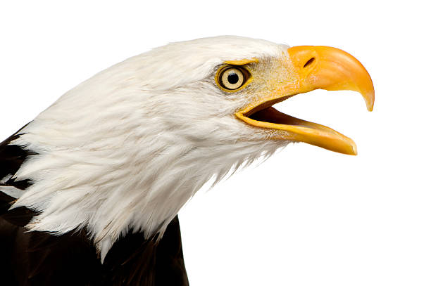 istock Bald Eagle (22 years) - Haliaeetus leucocephalus 93212797