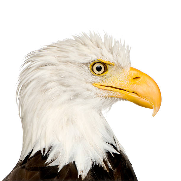 istock Bald Eagle (22 years) - Haliaeetus leucocephalus 93212798