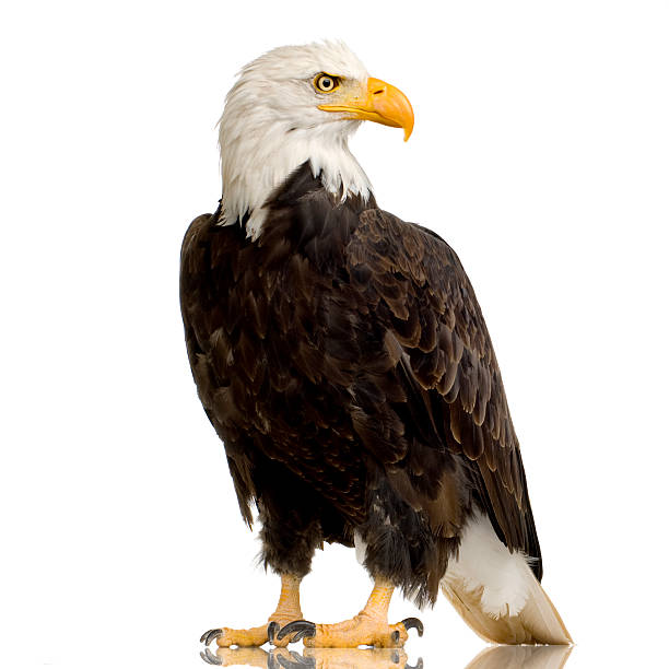 A twenty year old Bald Eagle or the Haliaeetus Leucocephalus Bald Eagle (22 years) - Haliaeetus leucocephalus in front of a white background. accipitridae photos stock pictures, royalty-free photos & images