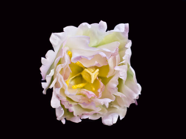 istock White peony close-up at the black backgroud. Artificial silk flowers 932128258