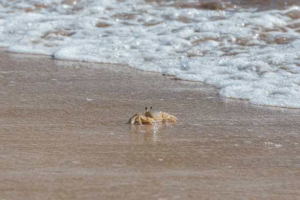 istock Small crab walking on the beach 932128370