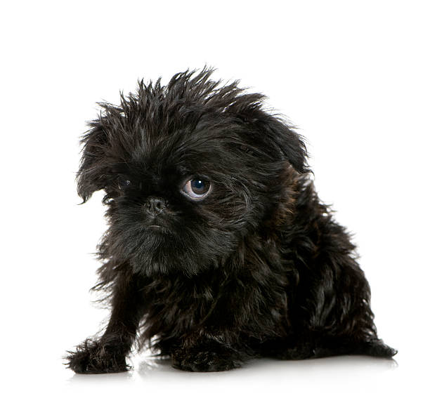 Griffon Brussels (3 months)  ugly dog stock pictures, royalty-free photos & images