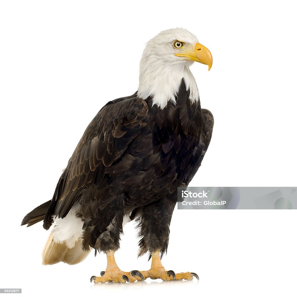 A large bald eagle on a white background Bald Eagle (22 years) - Haliaeetus leucocephalus in front of a white background. Bald Eagle Stock Photo