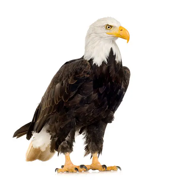 Photo of A large bald eagle on a white background