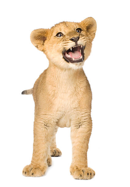 istock A 5 month old baby cub on a white background 93212881